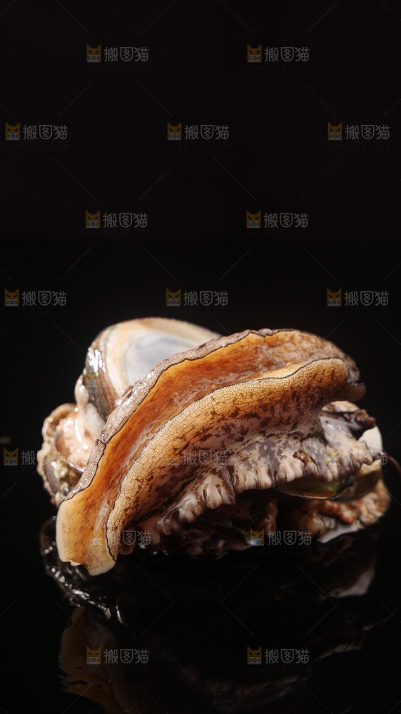 鲍鱼