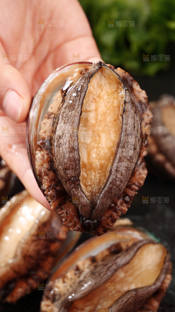 鲍鱼