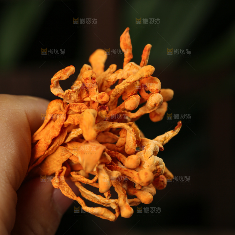 深底上的虫草花