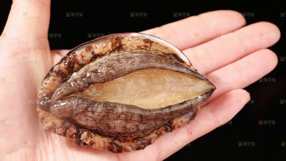 鲍鱼