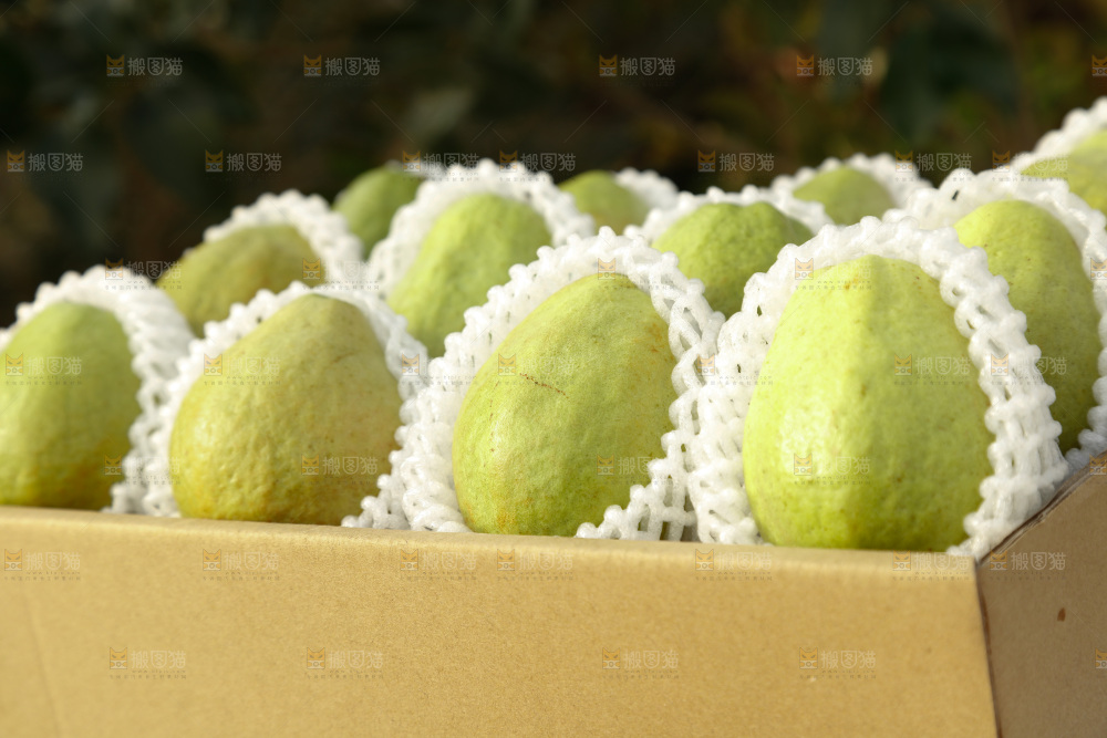 白心芭乐