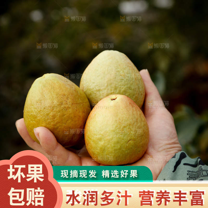 红心芭乐