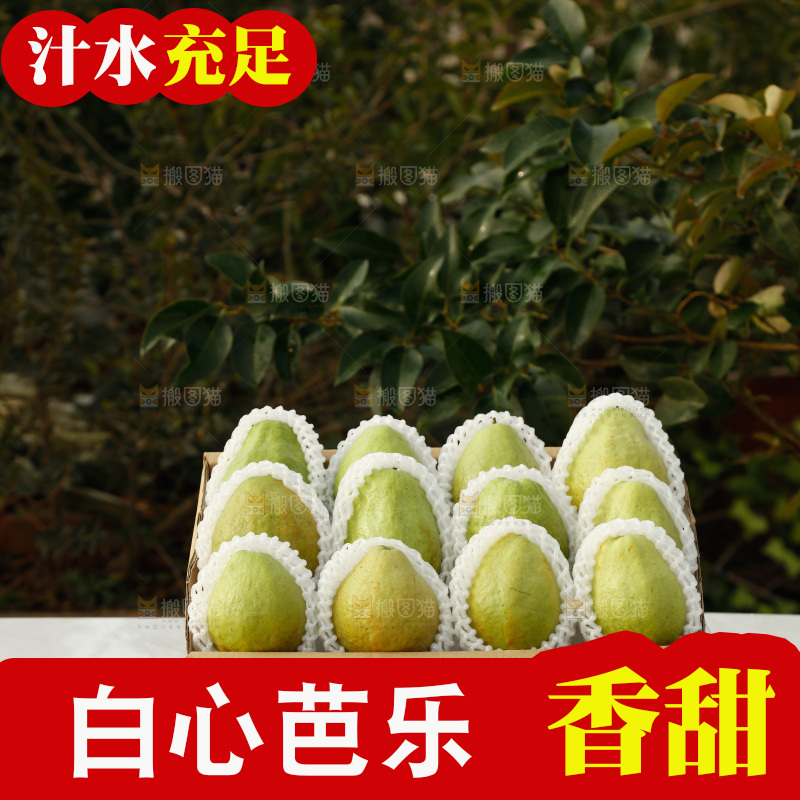 白心芭乐