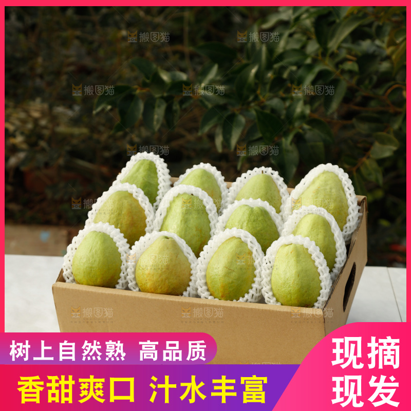 白心芭乐