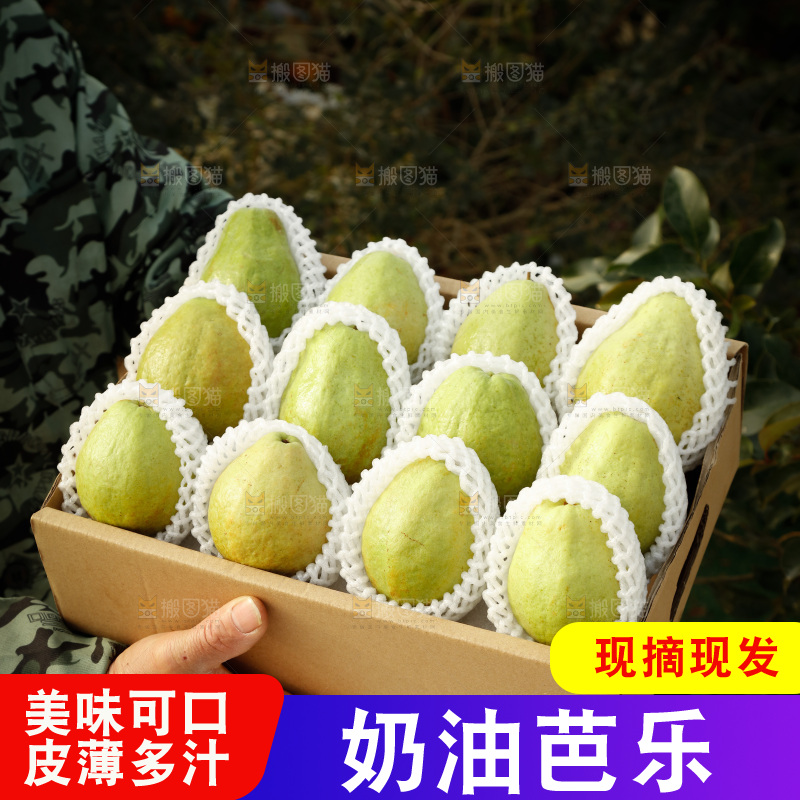 白心芭乐