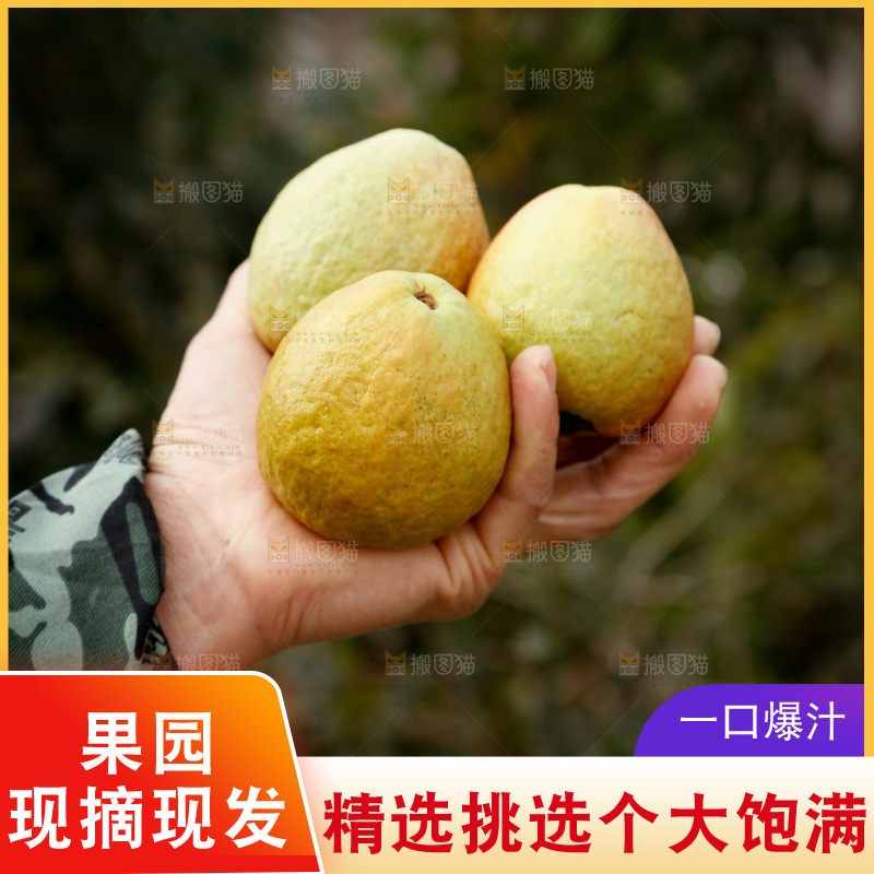 红心芭乐