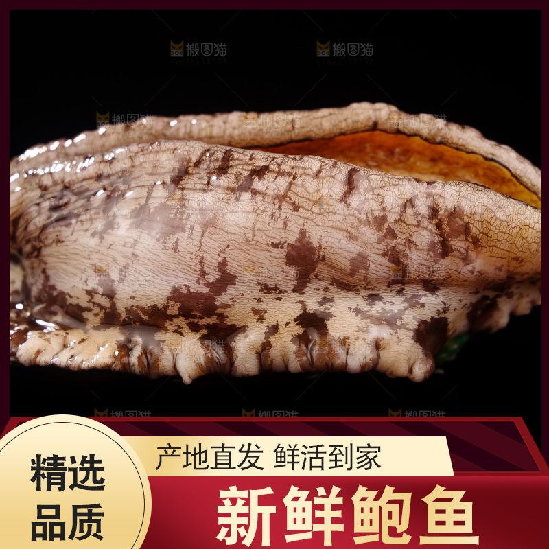 鲍鱼