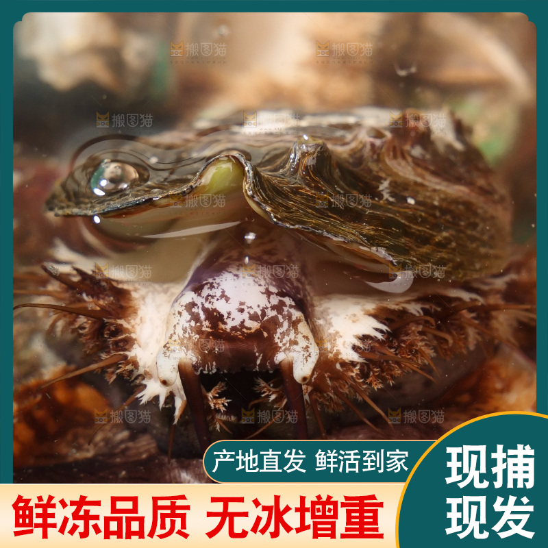 鲍鱼