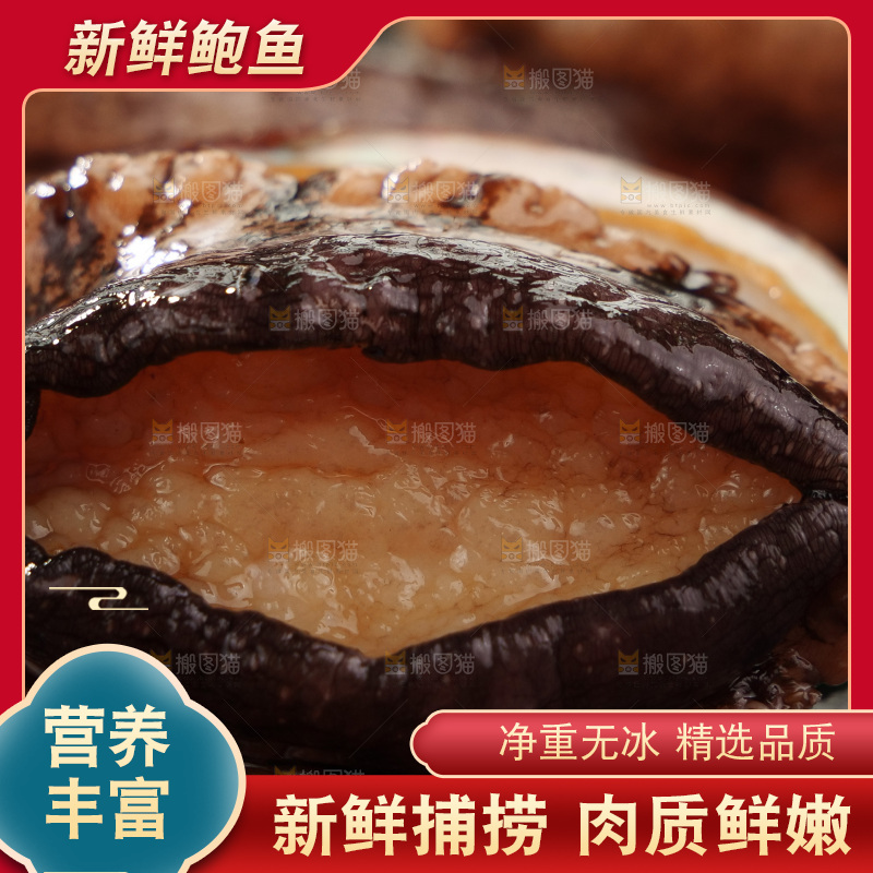 鲍鱼