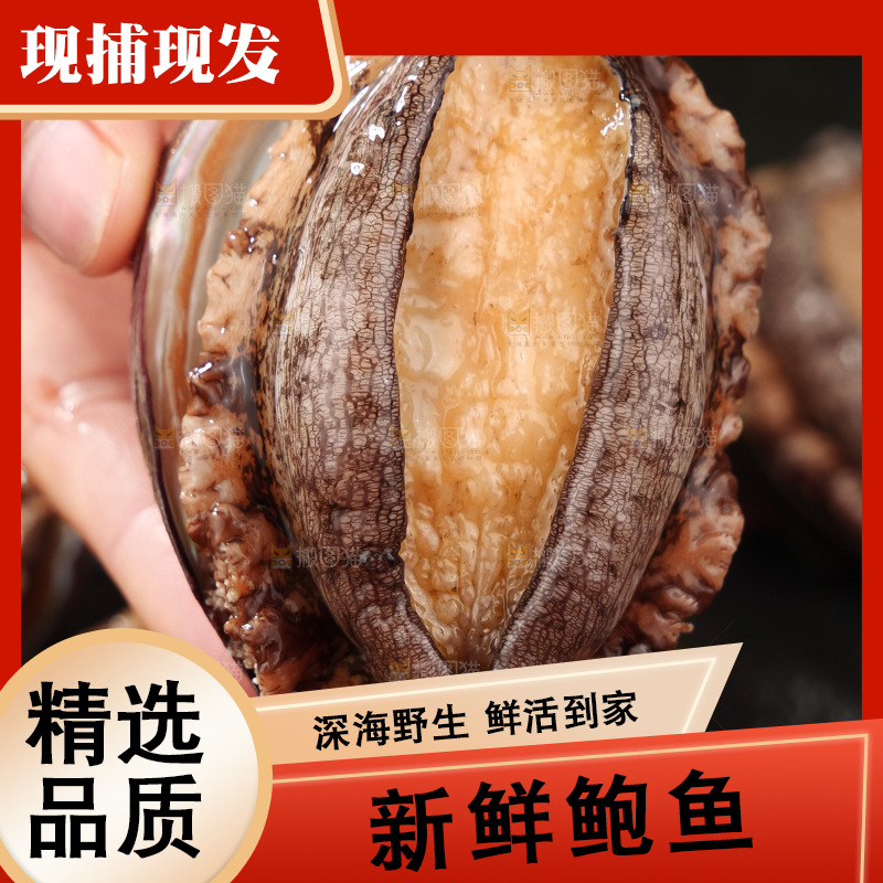 鲍鱼