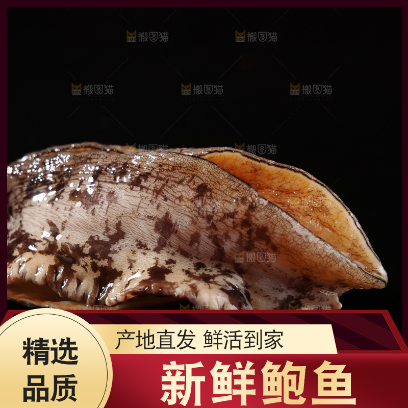 鲍鱼