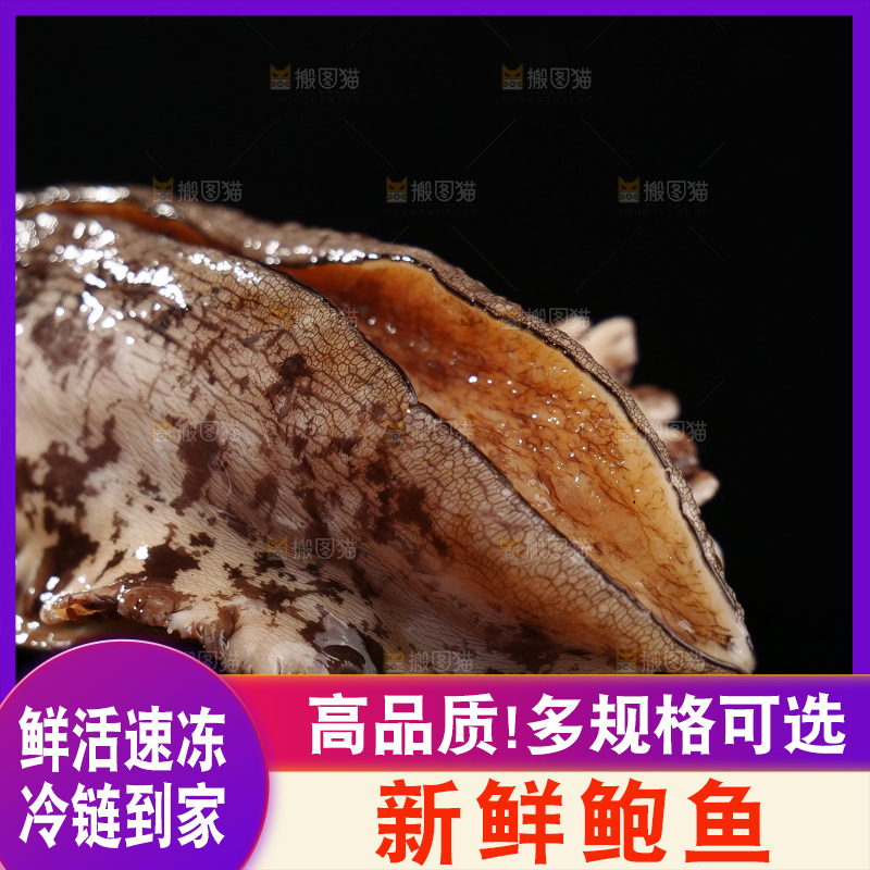 鲍鱼