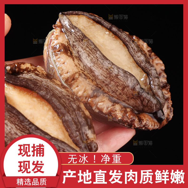 鲍鱼