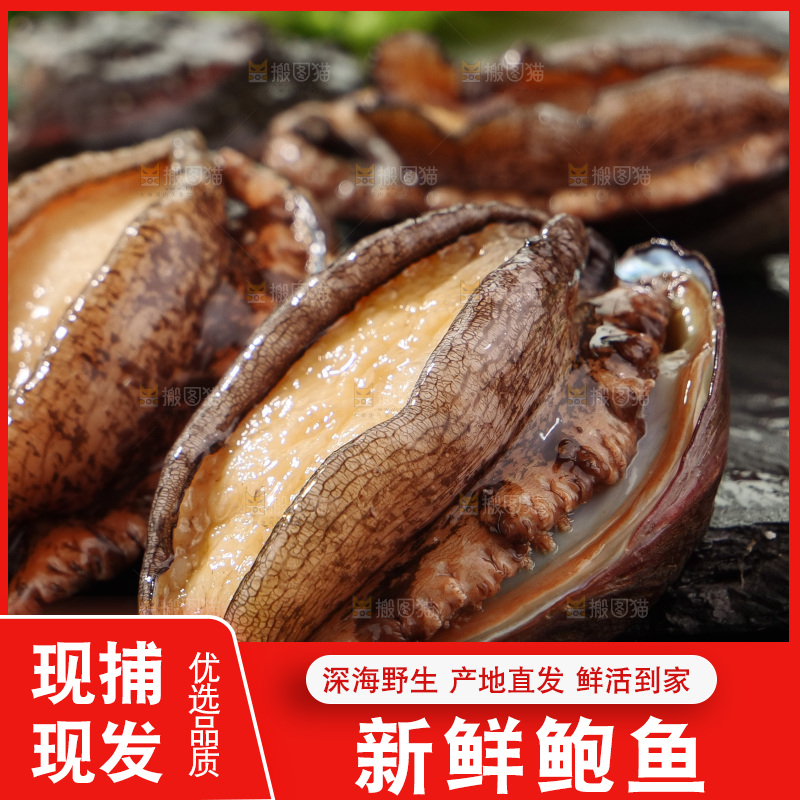 鲍鱼