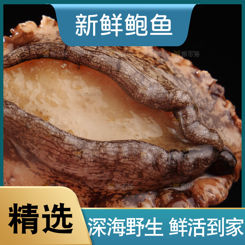 鲍鱼