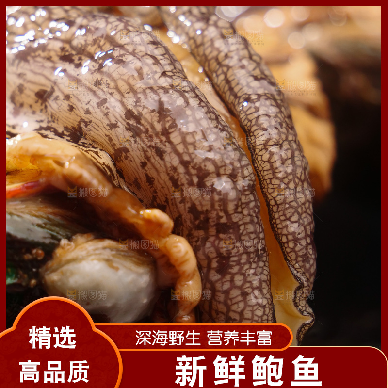 鲍鱼
