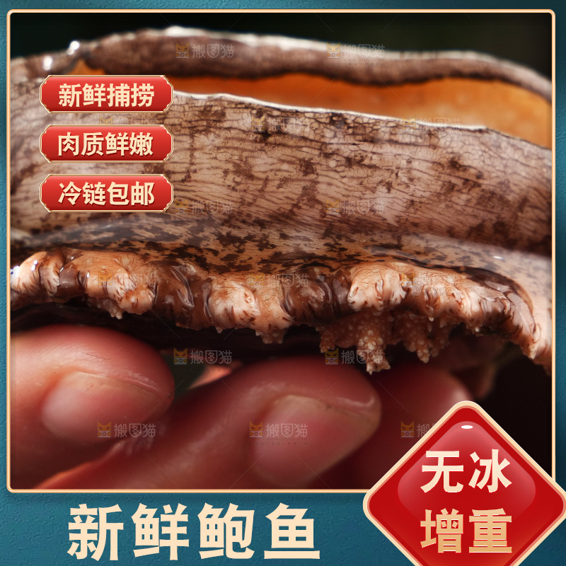 鲍鱼
