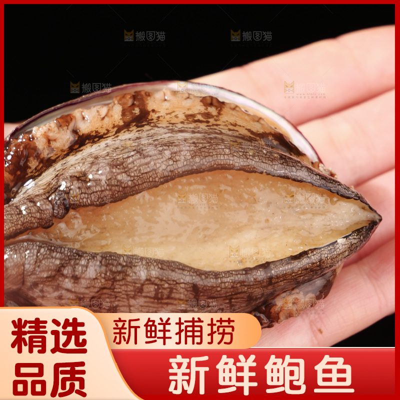 鲍鱼