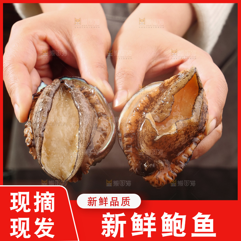 鲍鱼