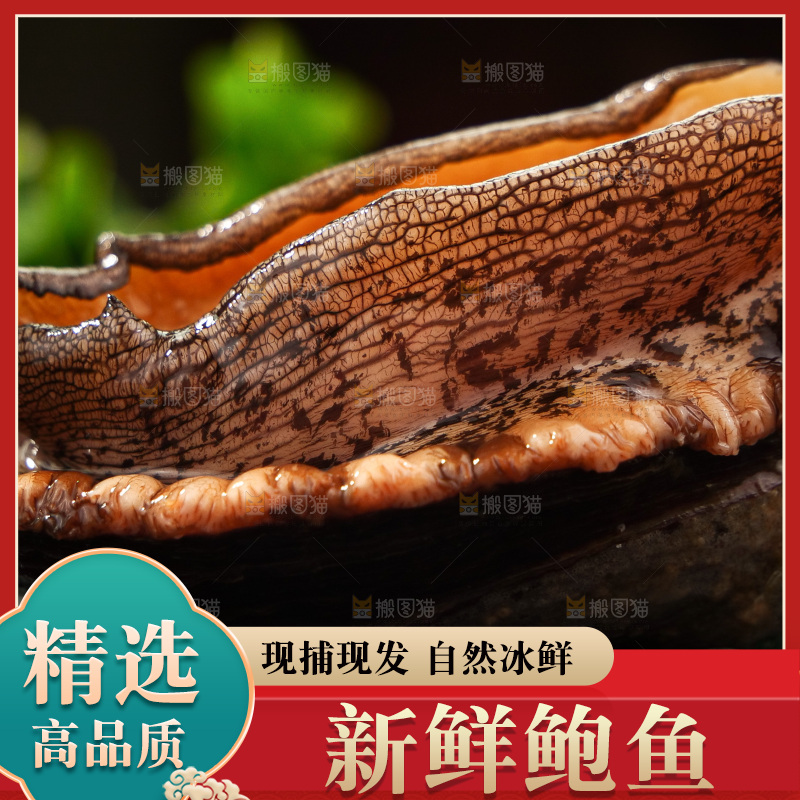 鲍鱼