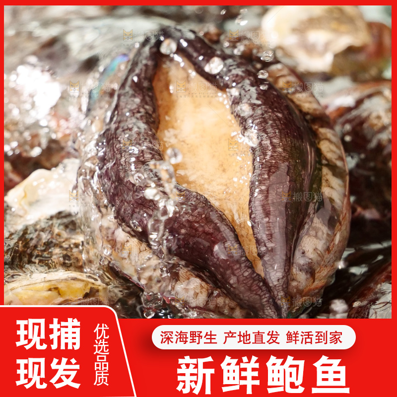 鲍鱼