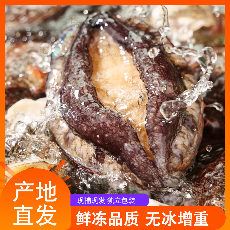 鲍鱼