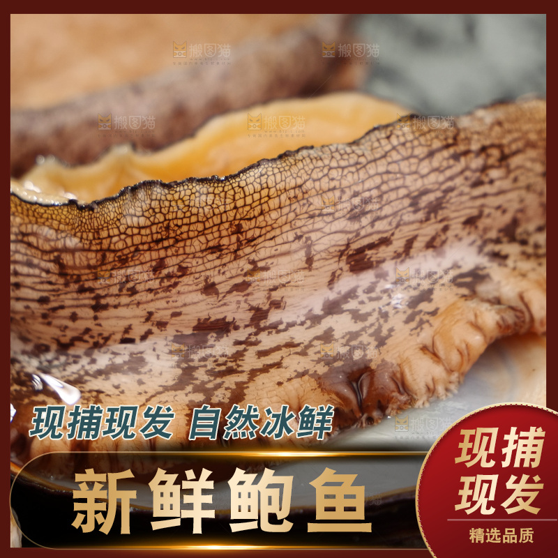 鲍鱼