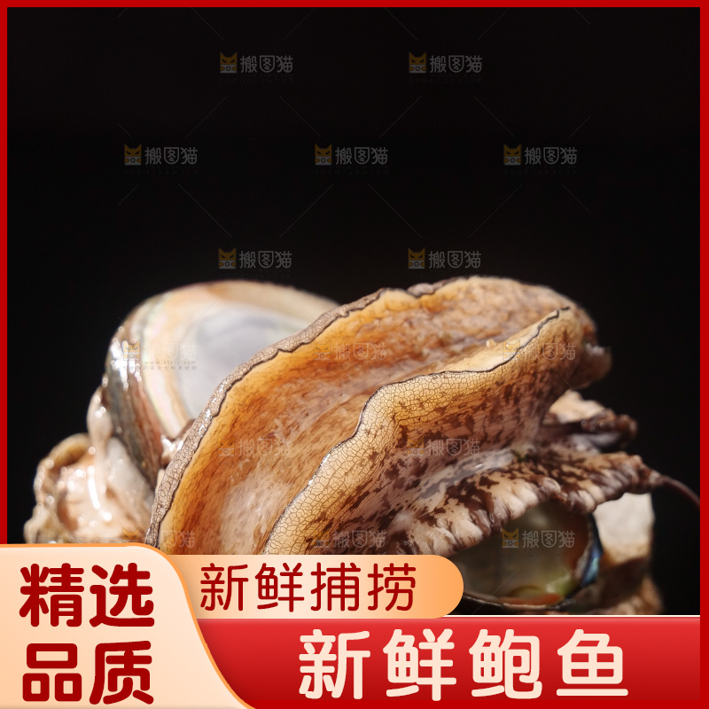 鲍鱼