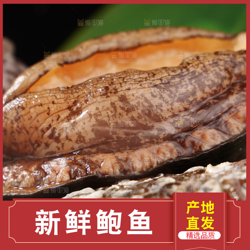 鲍鱼