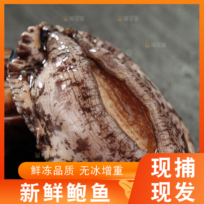 鲍鱼