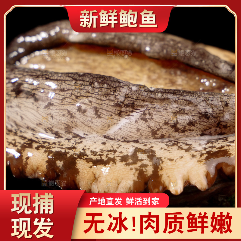 鲍鱼