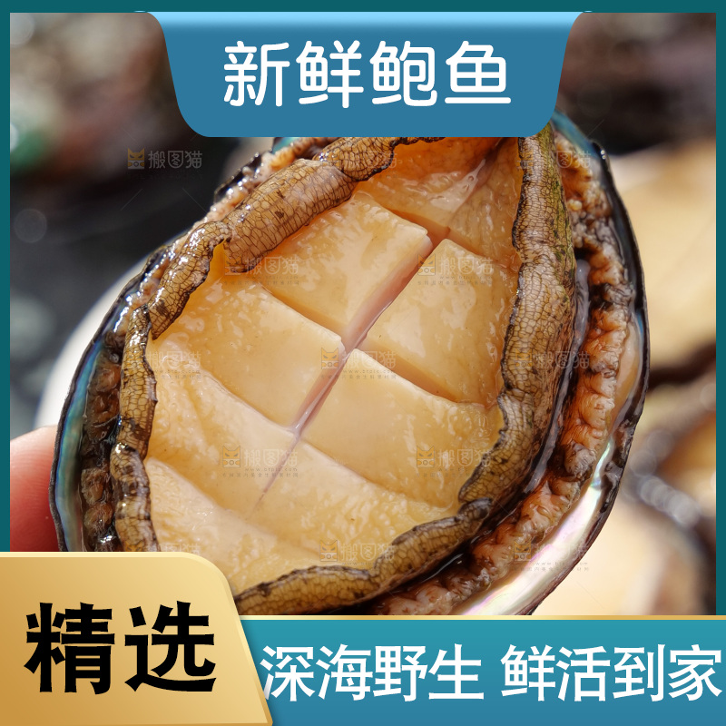 鲍鱼
