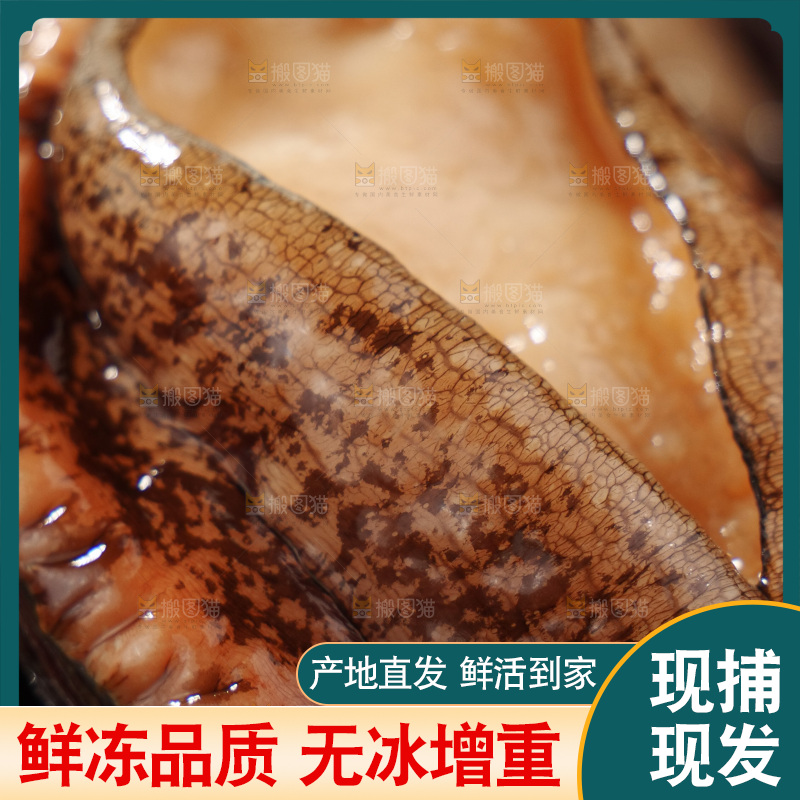 鲍鱼