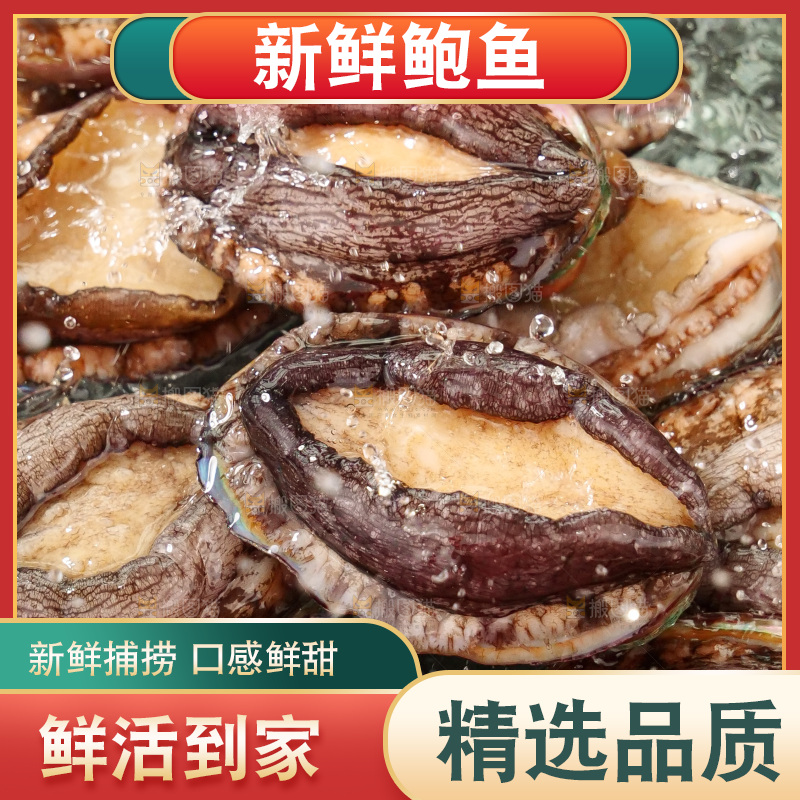 鲍鱼