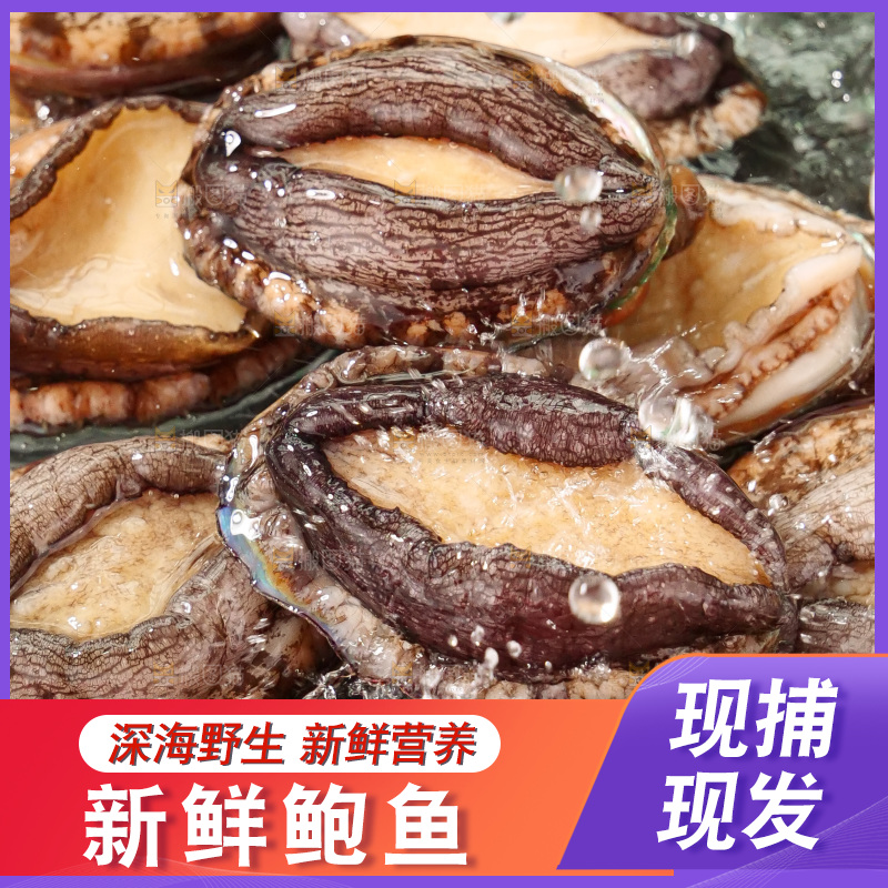 鲍鱼