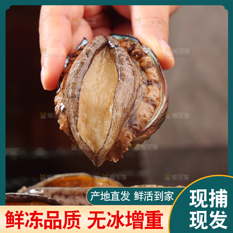 鲍鱼