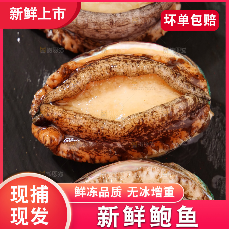 鲍鱼