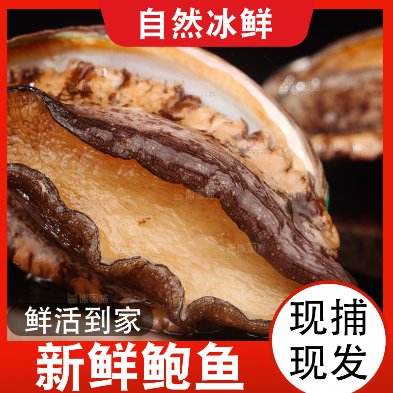 鲍鱼