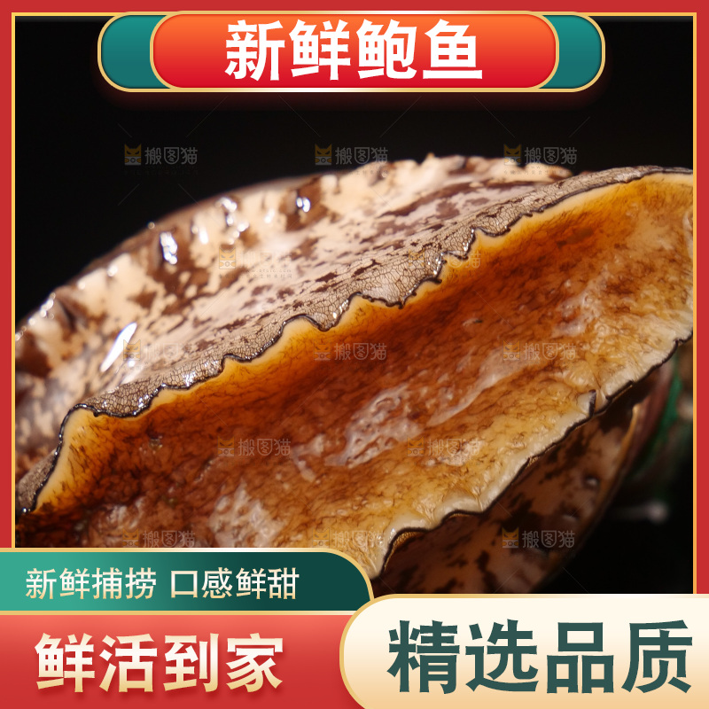 鲍鱼