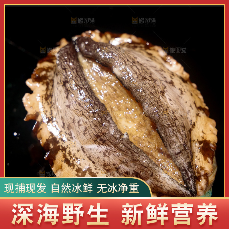 鲍鱼