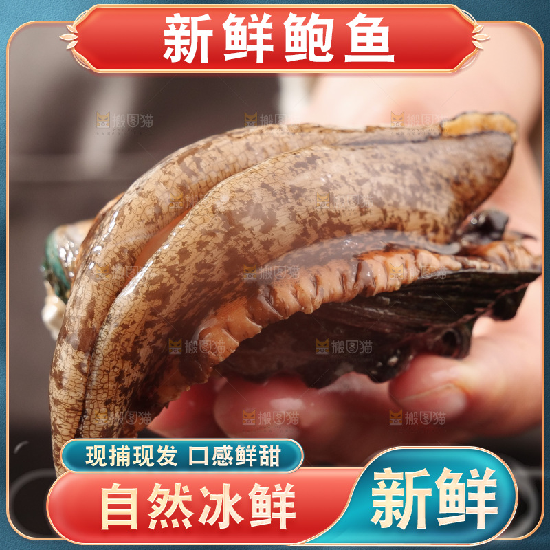 鲍鱼
