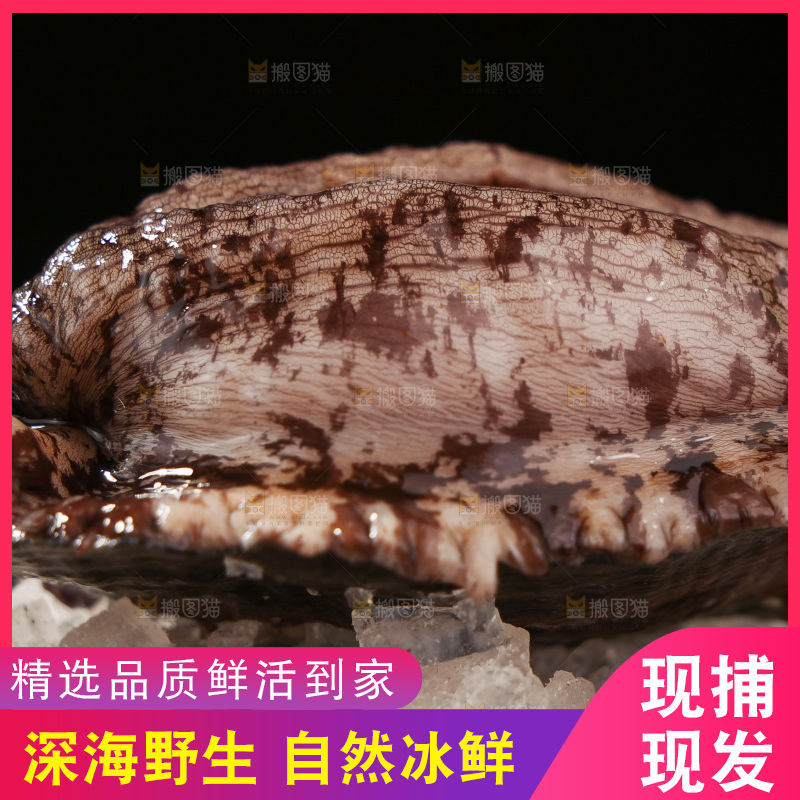 鲍鱼