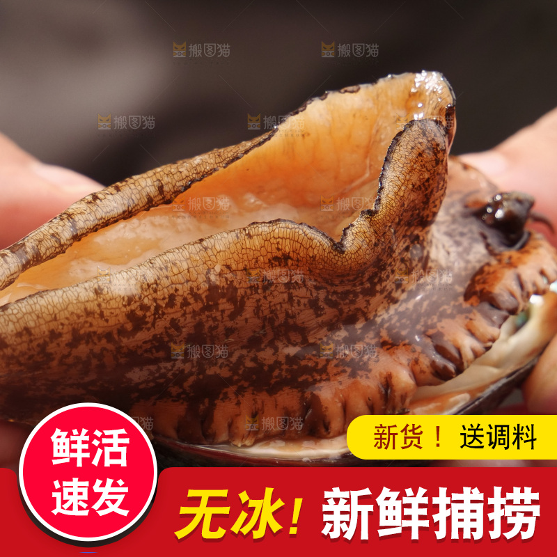 鲍鱼