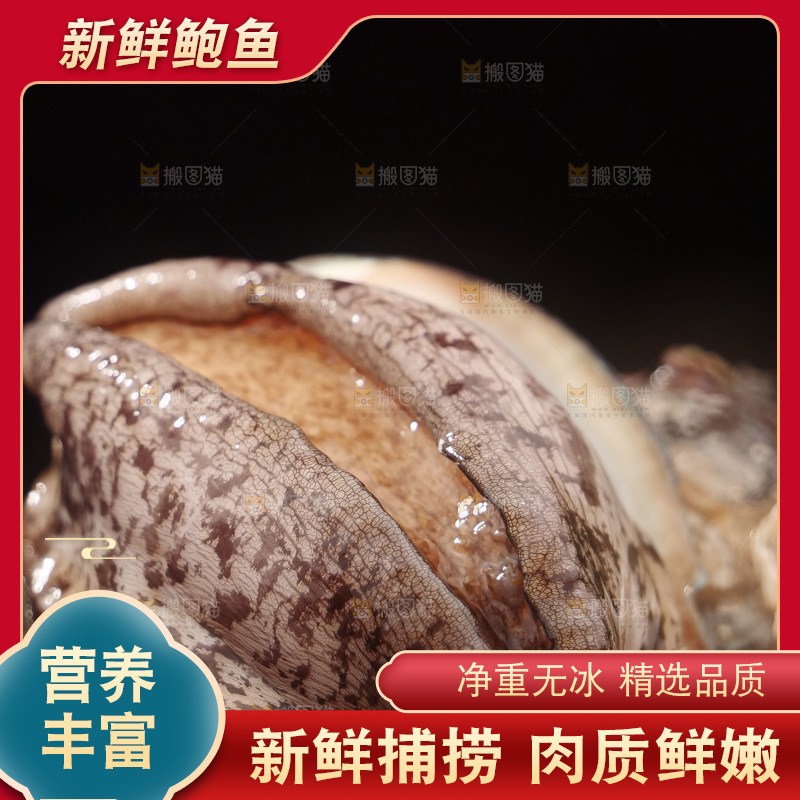 鲍鱼