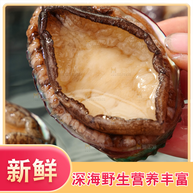 鲍鱼