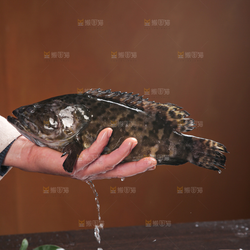 石斑鱼