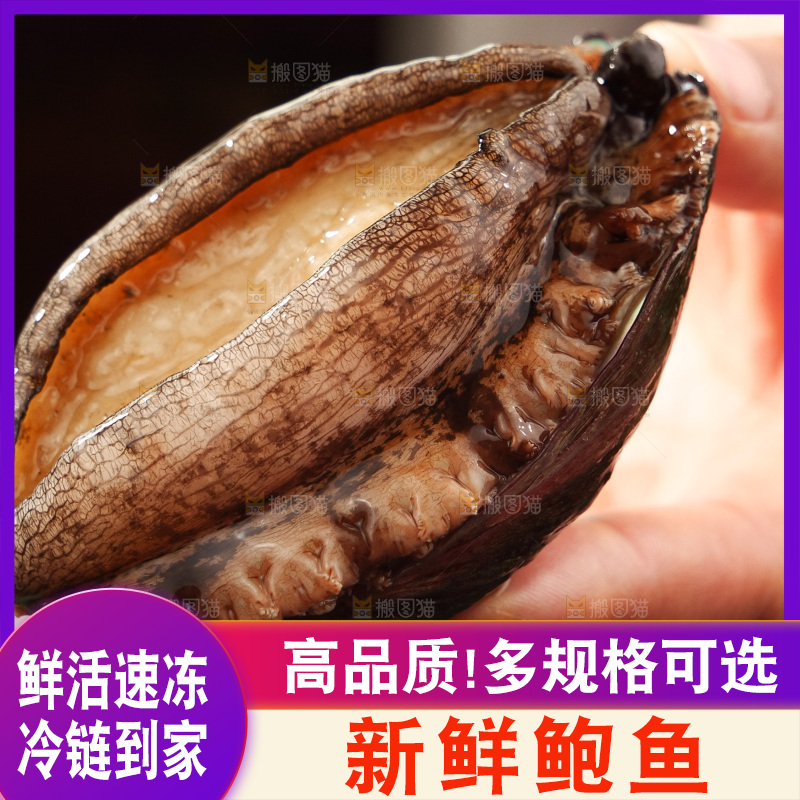 鲍鱼
