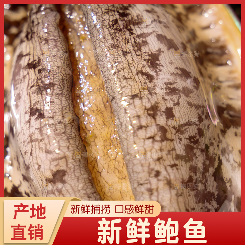 鲍鱼