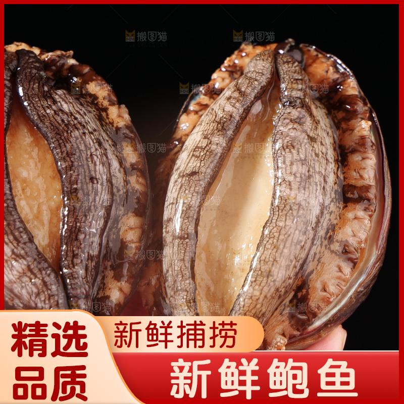 鲍鱼