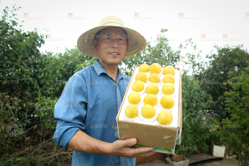 桃花李